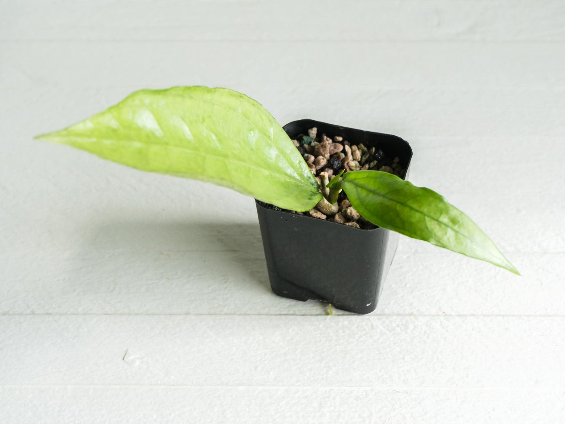 Hoya Germany (Silver) | 2-Inch