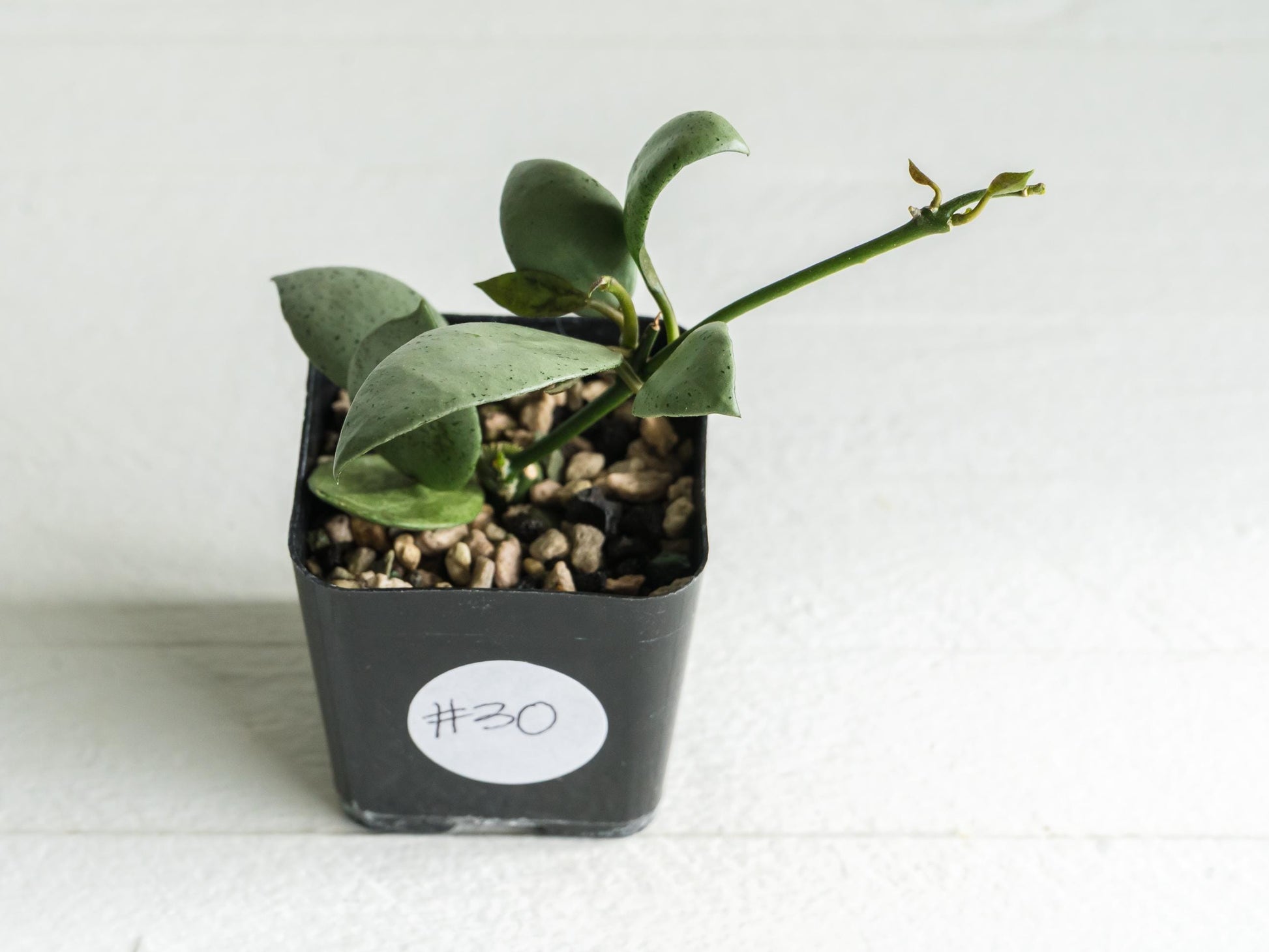 Hoya lacunosa 'Silver Mint Coin' | 2-Inch