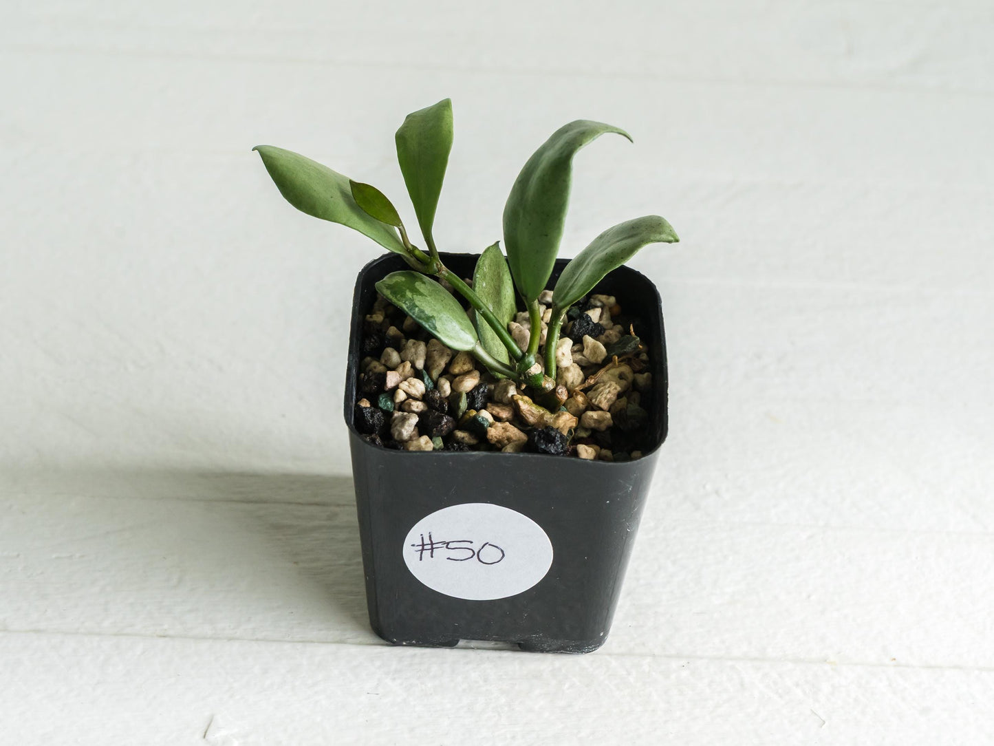 Hoya lacunosa 'Silver Mint Coin' | 2-Inch