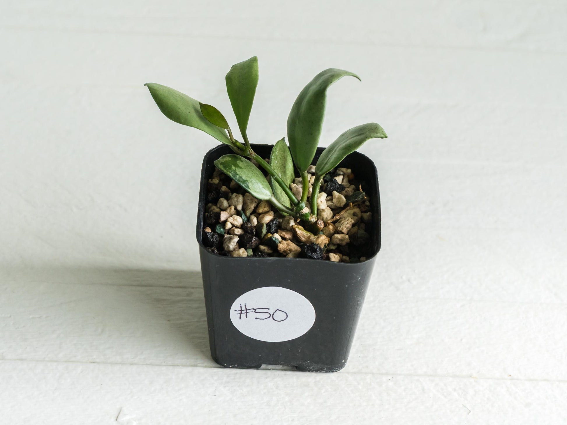 Hoya lacunosa 'Silver Mint Coin' | 2-Inch
