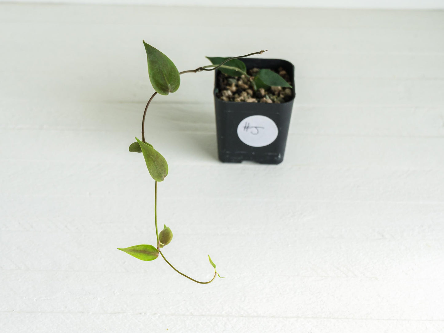 Hoya uniflora| 2-Inch