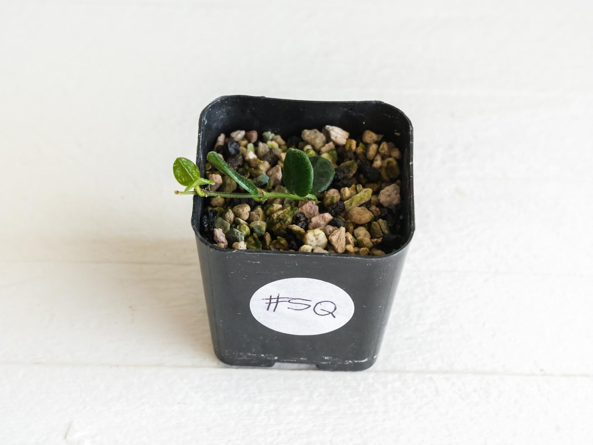 Hoya tengchongensis | 2-Inch