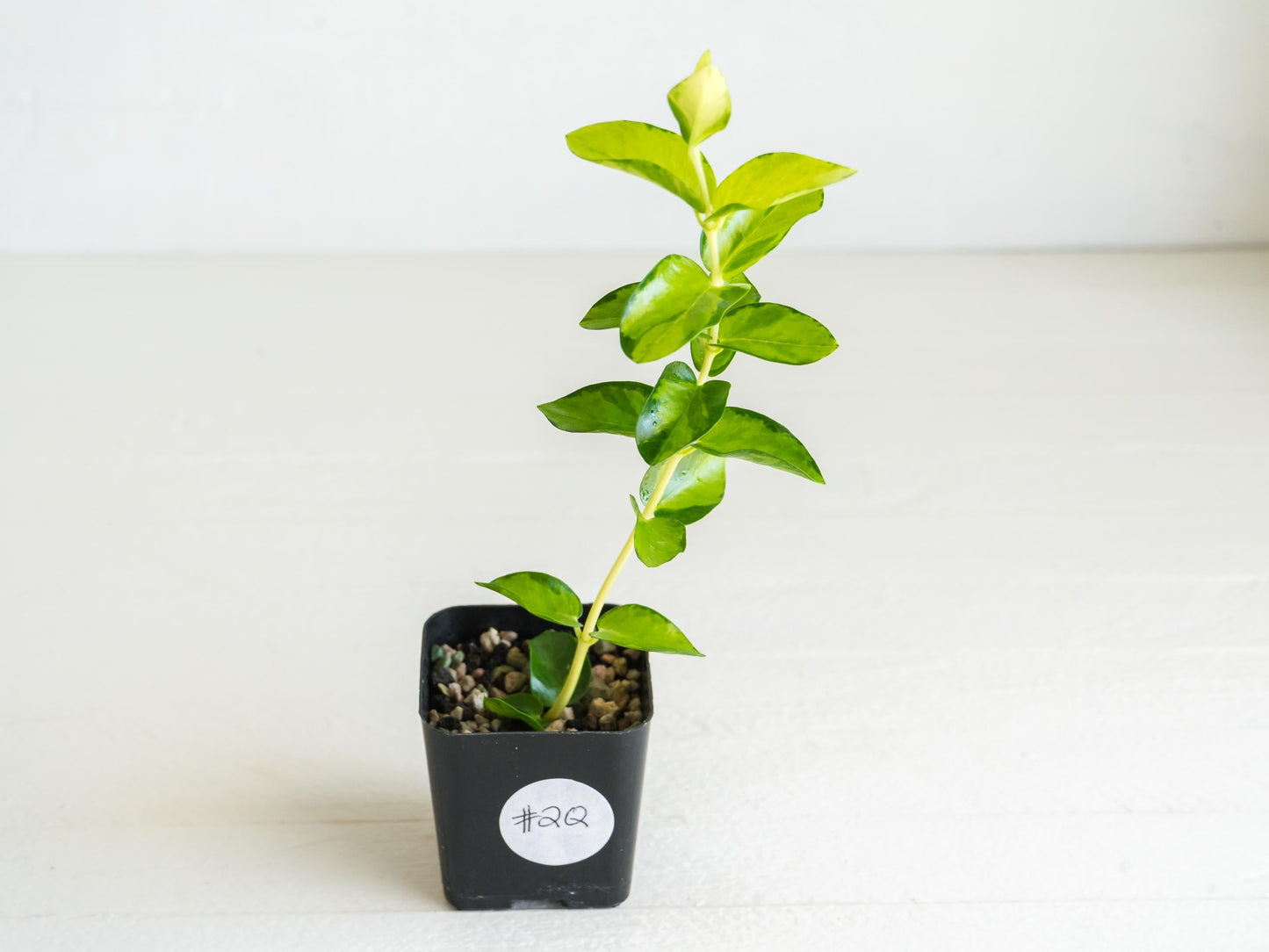 Hoya cumingiana (Inner Variegated) | 2-Inch