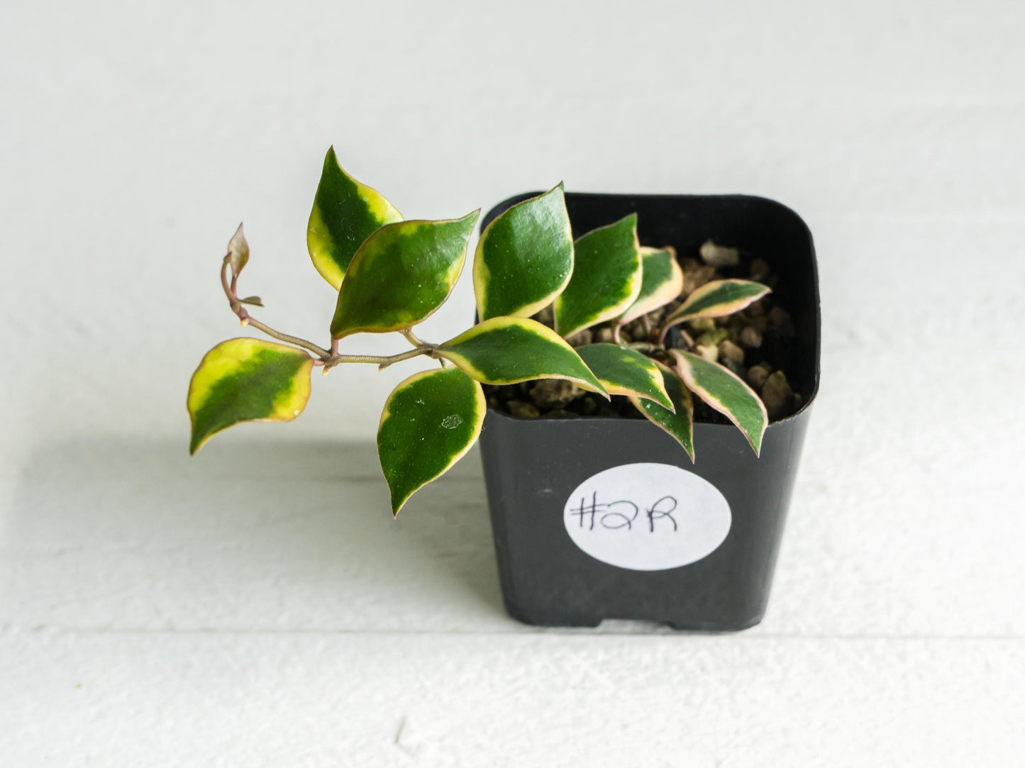 Hoya bakoensis (Outer Variegated - Albo) | 2-Inch