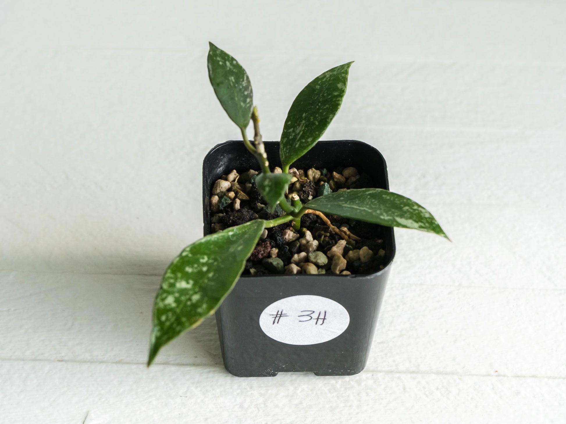 Hoya 'Rebecca' (Splash) | 2-Inch