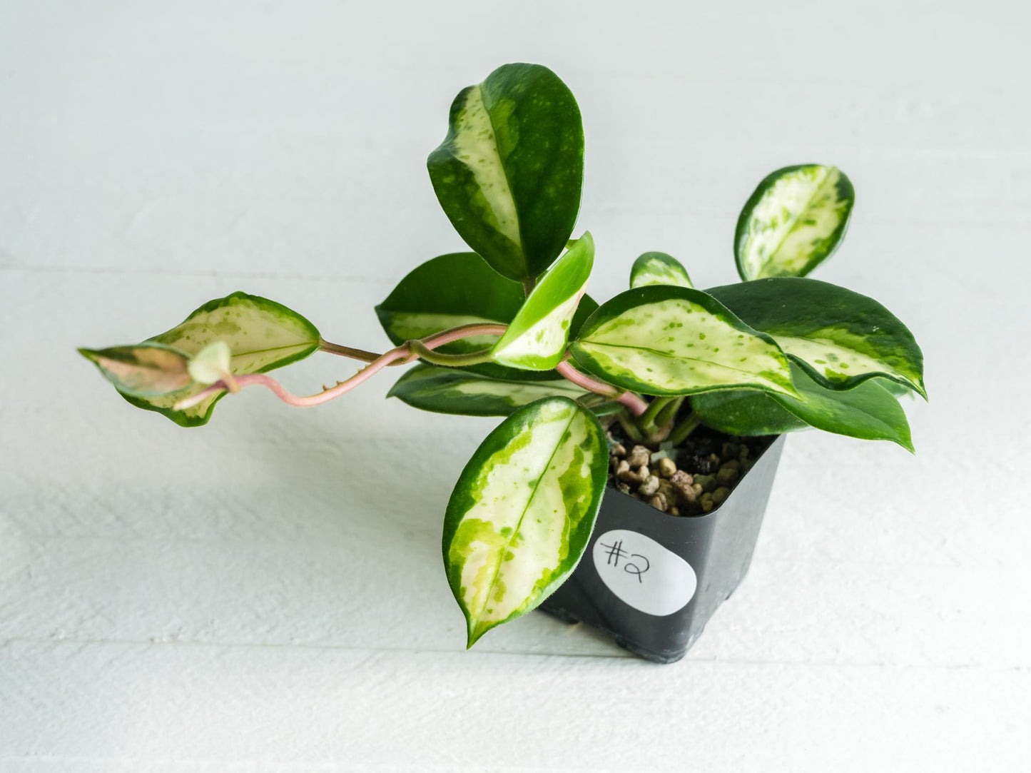 Hoya carnosa 'Madara Green Edge' | 2-Inch