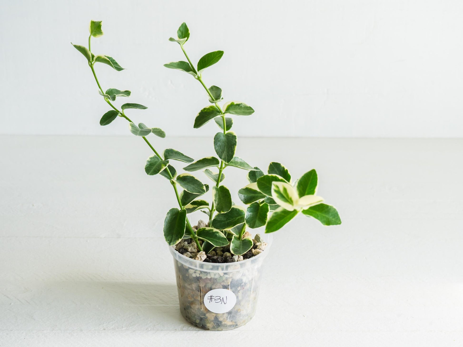 Hoya cumingiana (Albo | Outer Variegated) | 3-Inch