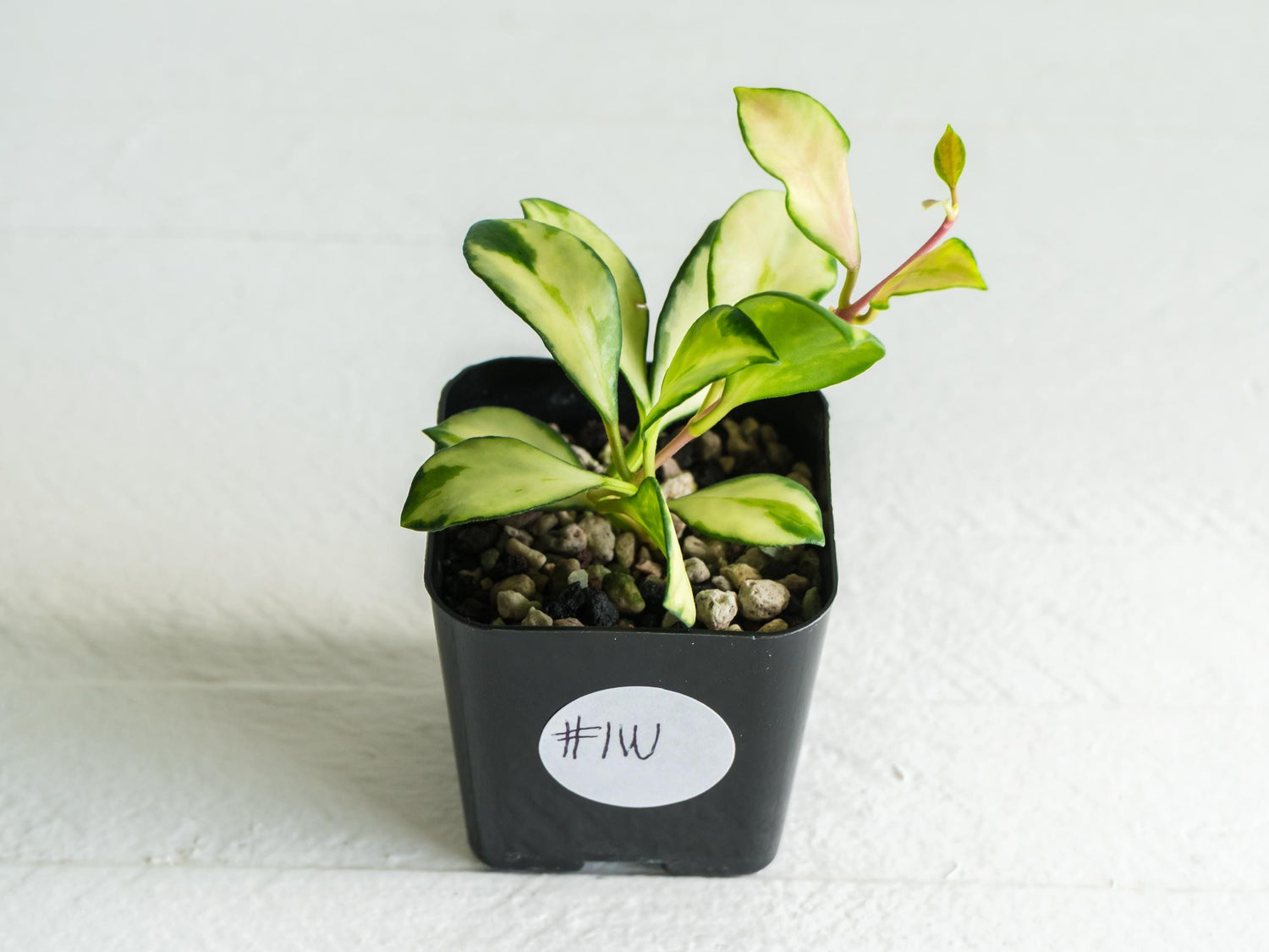 Hoya heuschkeliana (Inner Variegated)| 2-Inch