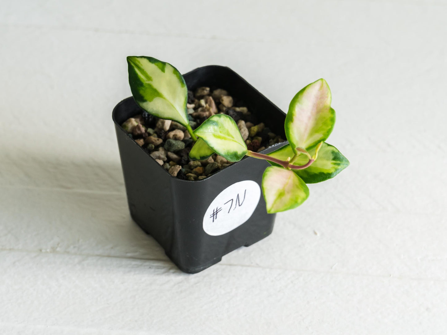 Hoya heuschkeliana (Inner Variegated)| 2-Inch