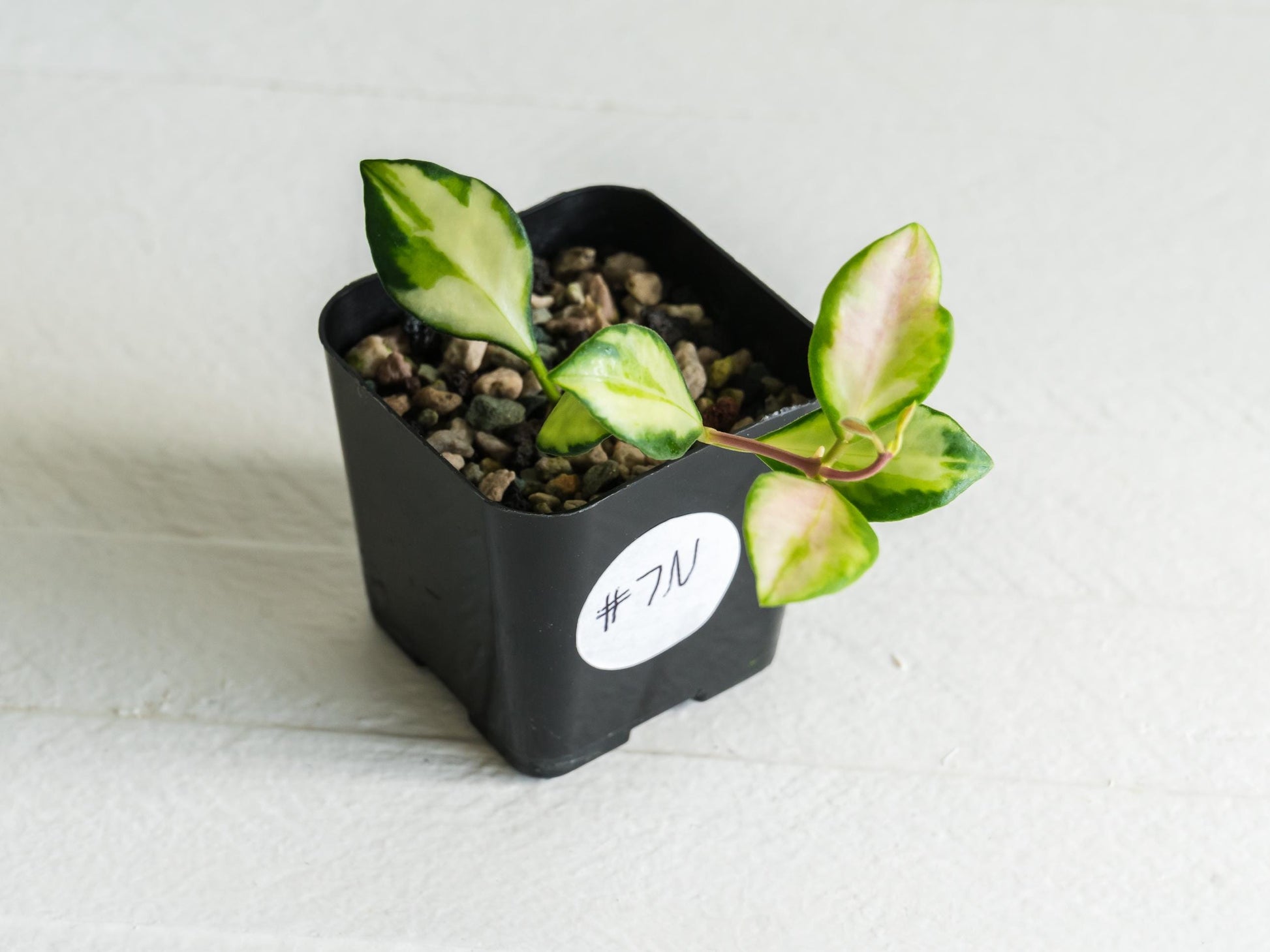 Hoya heuschkeliana (Inner Variegated)| 2-Inch
