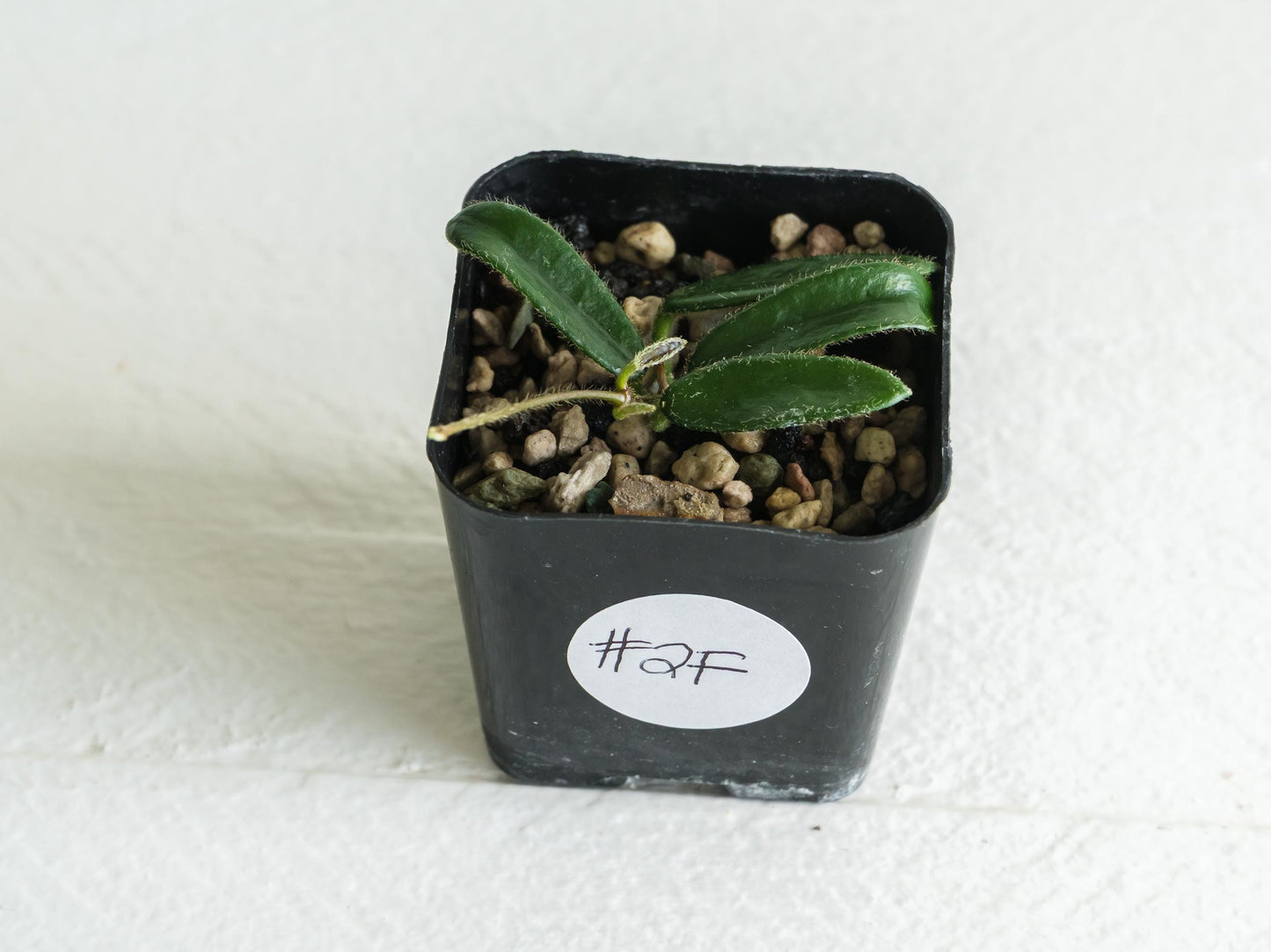 Hoya lyi | 2-Inch