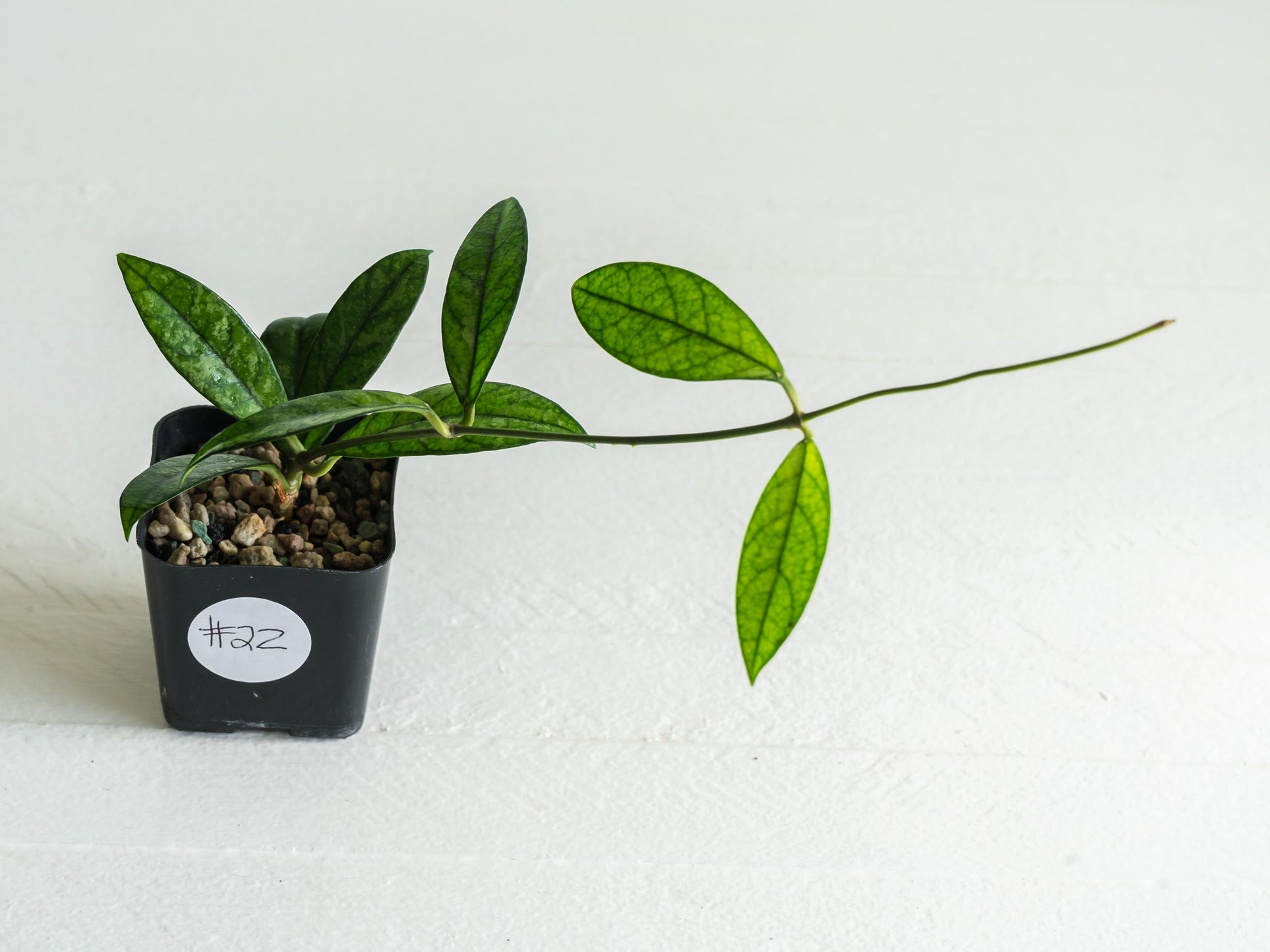 Hoya crassipetiolata (Splash) | 2-Inch