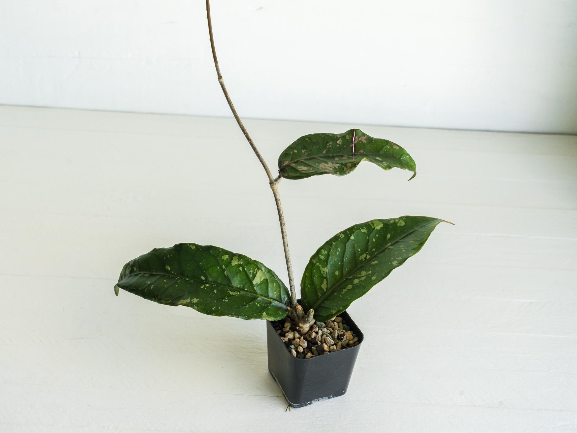 Hoya Gunung Leuser NAPC005 | 2-Inch