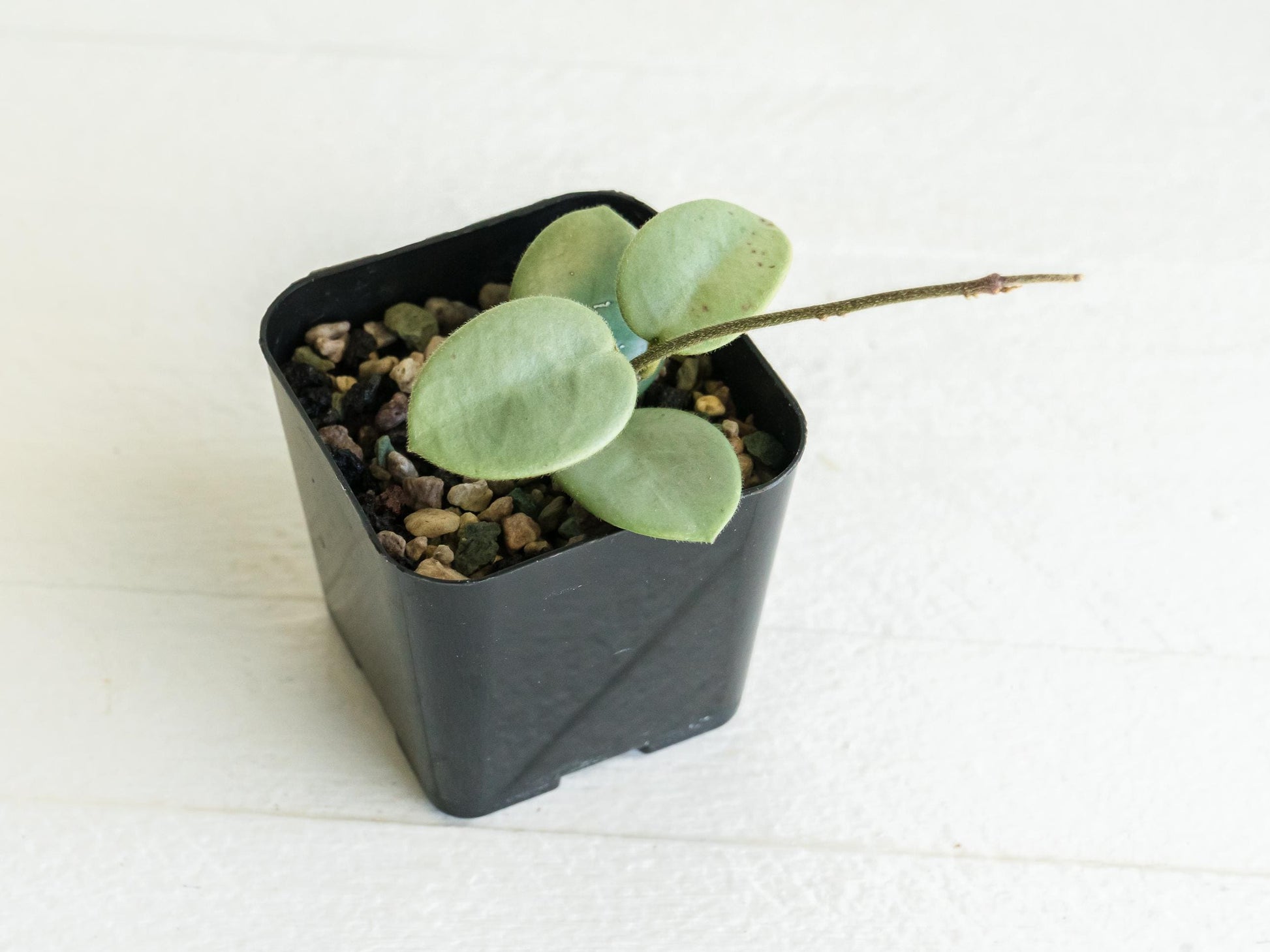 Hoya 'Grey Fairy' | 2-Inch