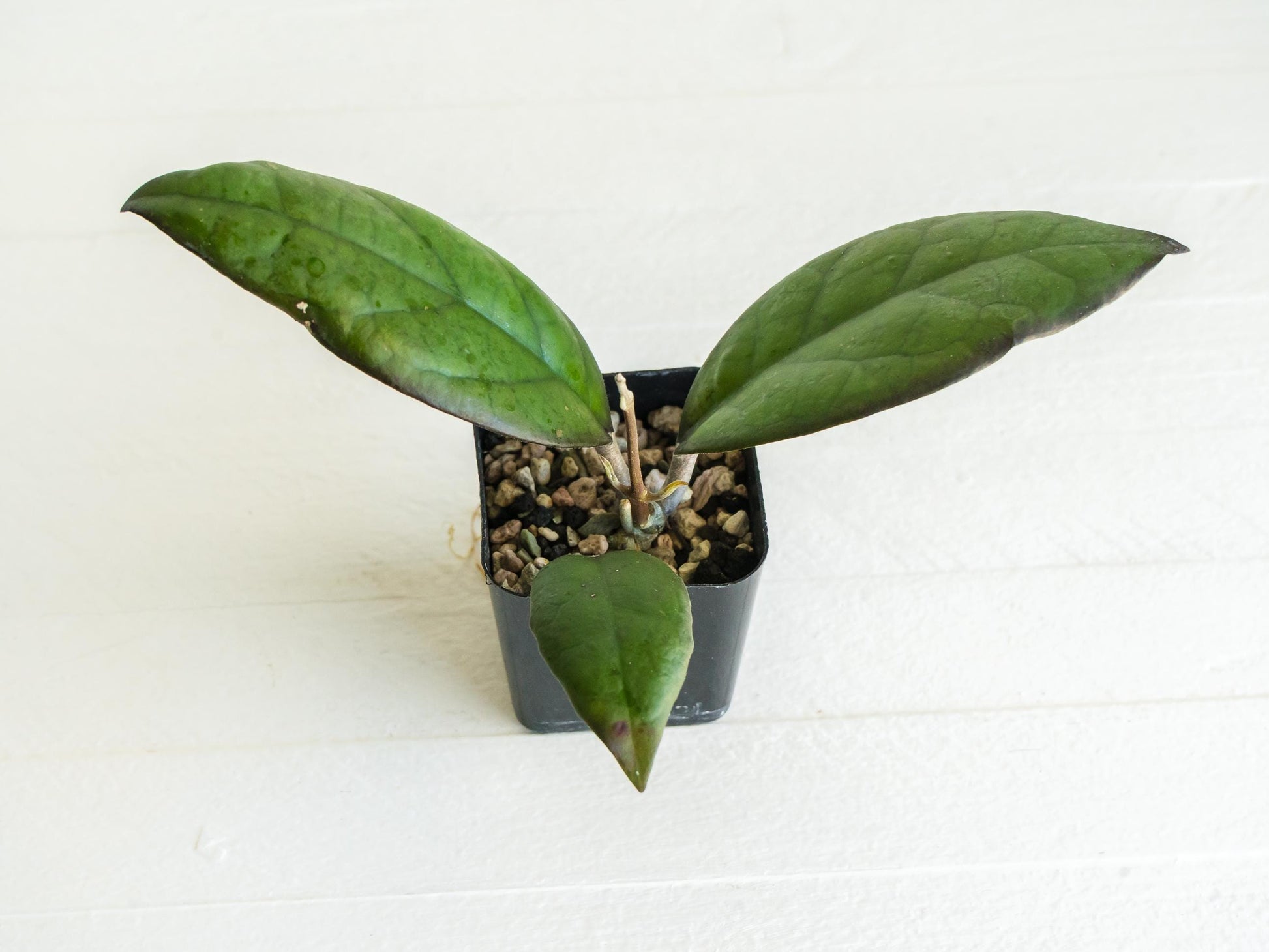 Hoya ‘Mango Sunset’ (UPT010)