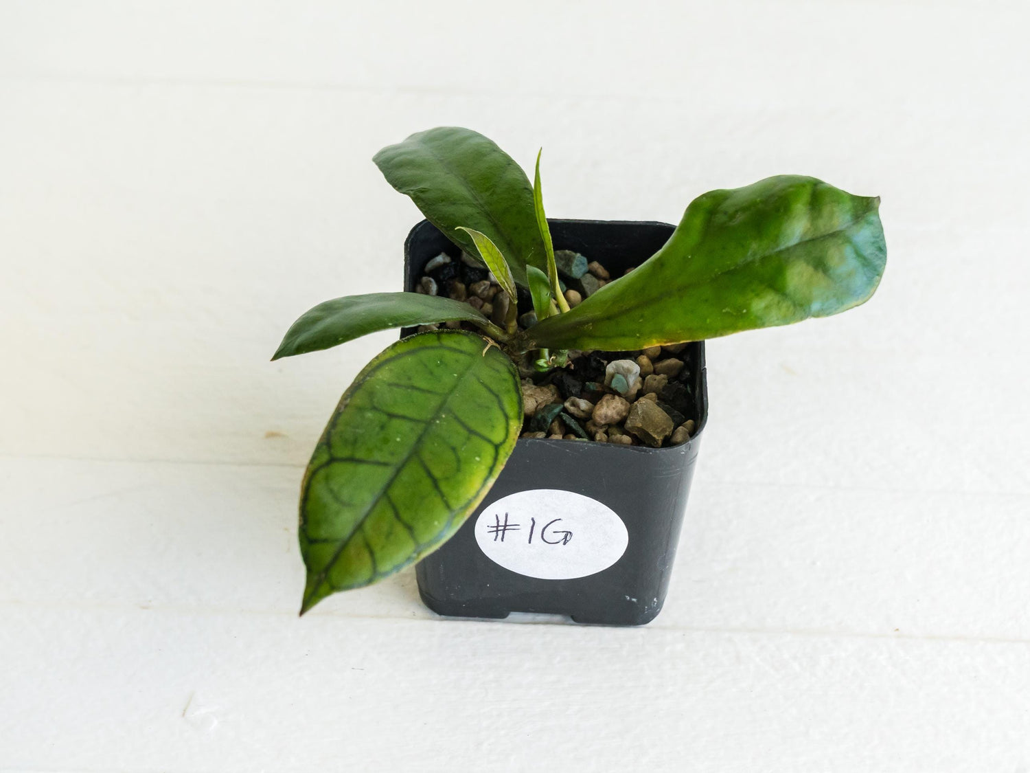 Hoya gunung gading | 2-Inch