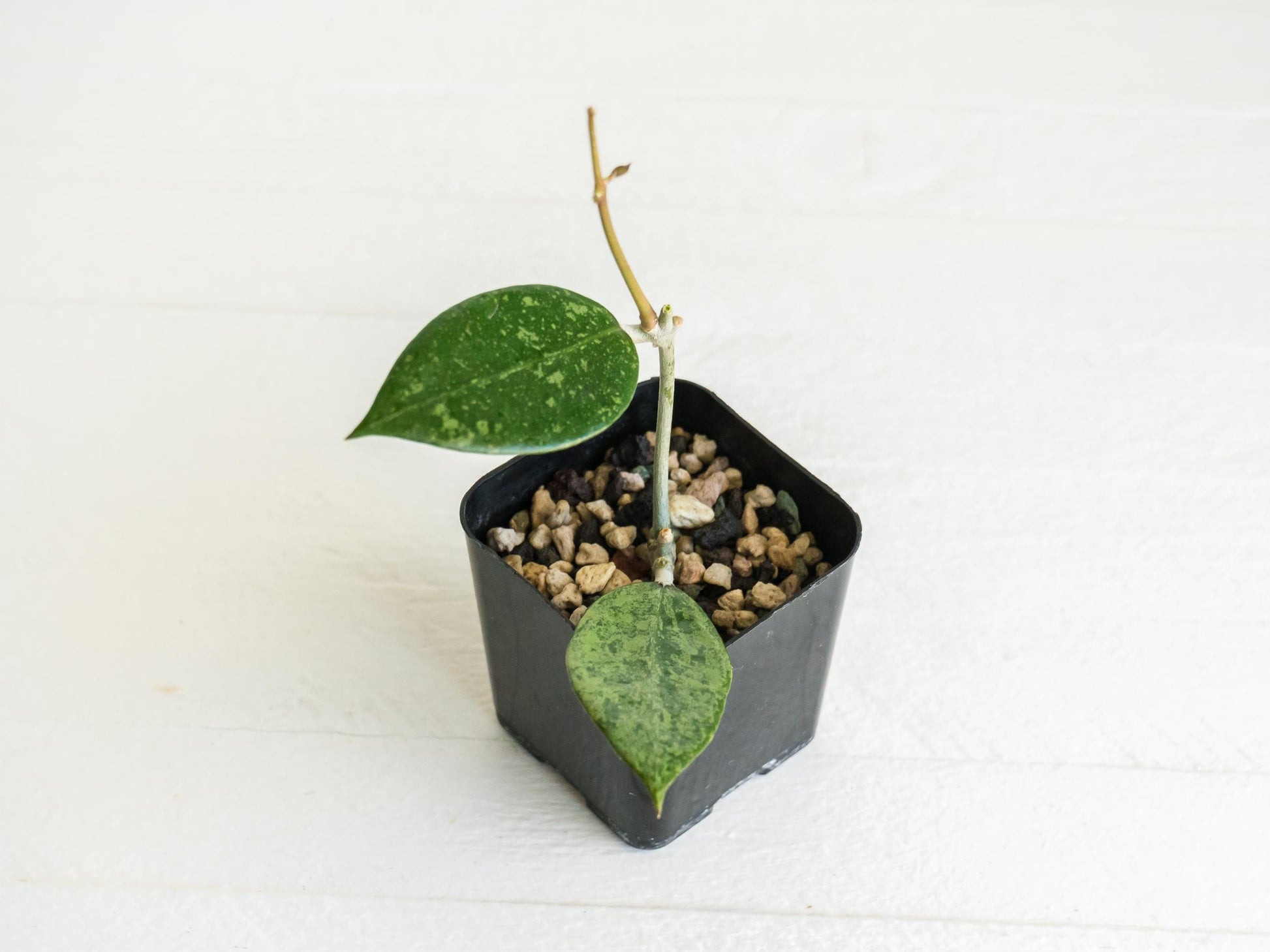 Hoya verticillata (Reverted Pemalang Silver) | 2-Inch