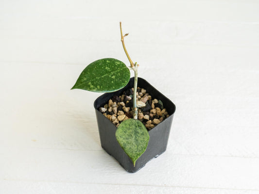 Hoya verticillata (Reverted Pemalang Silver) | 2-Inch