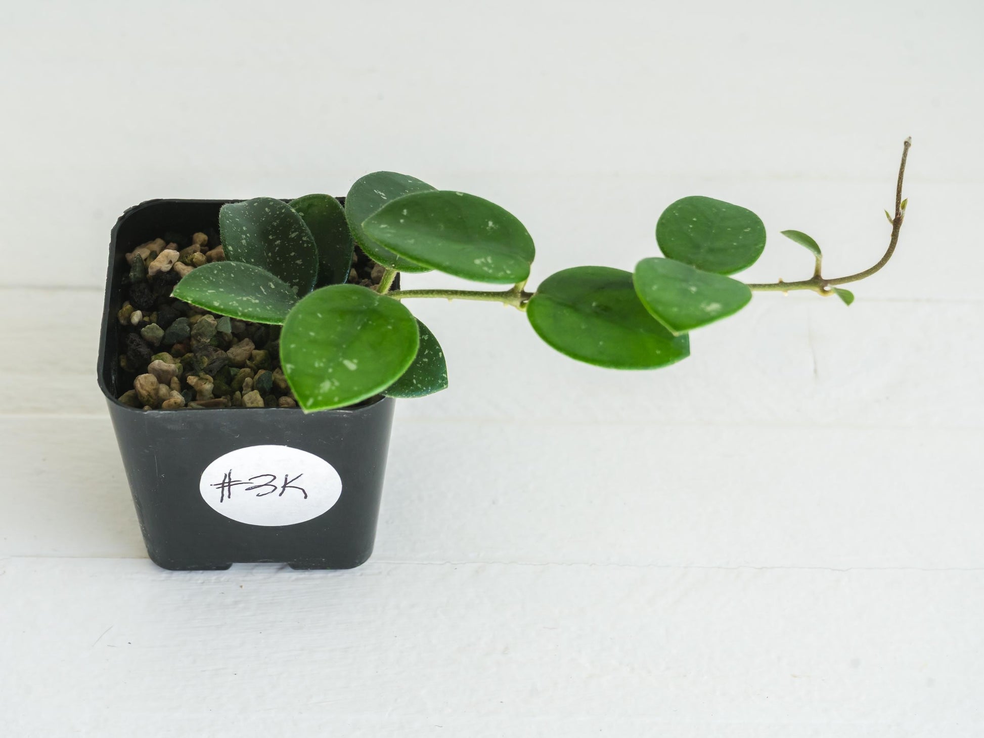 Hoya 'Mathilde' | 2-Inch