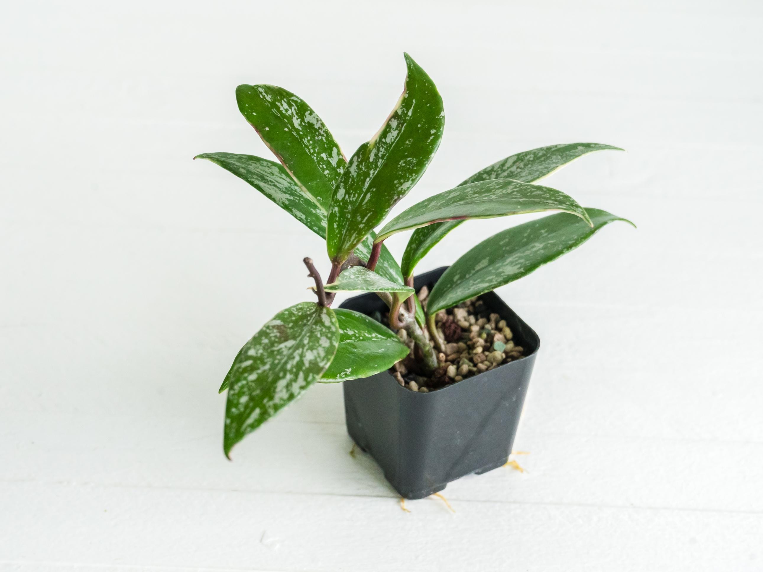 Hoya pubicalyx (Albo, Splash) | 2-Inch – Hoya Treasures