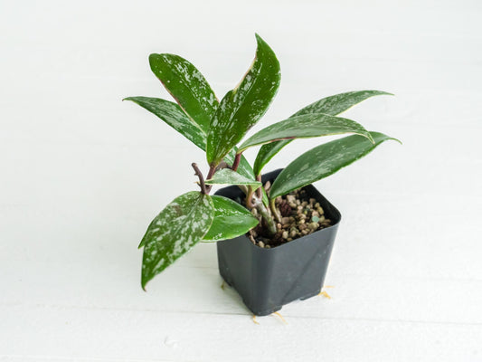 Hoya pubicalyx (Albo, Splash) | 2-Inch