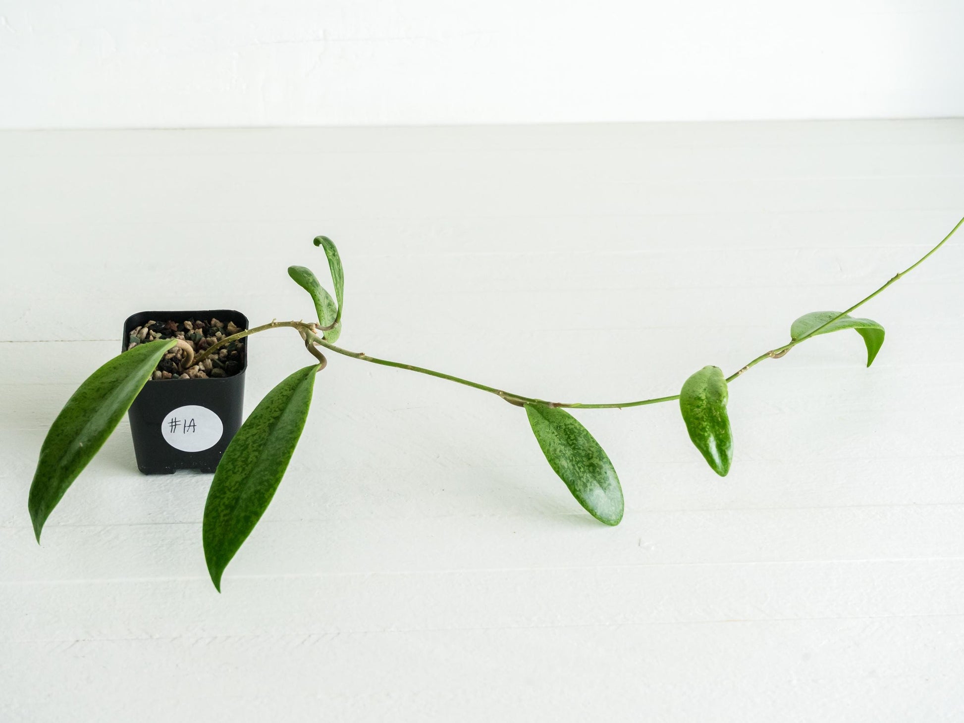 Hoya 'Jita Silver' | 2-Inch
