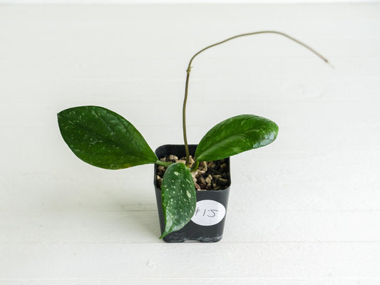 Hoya Lai Chau (Splash) | 2-Inch