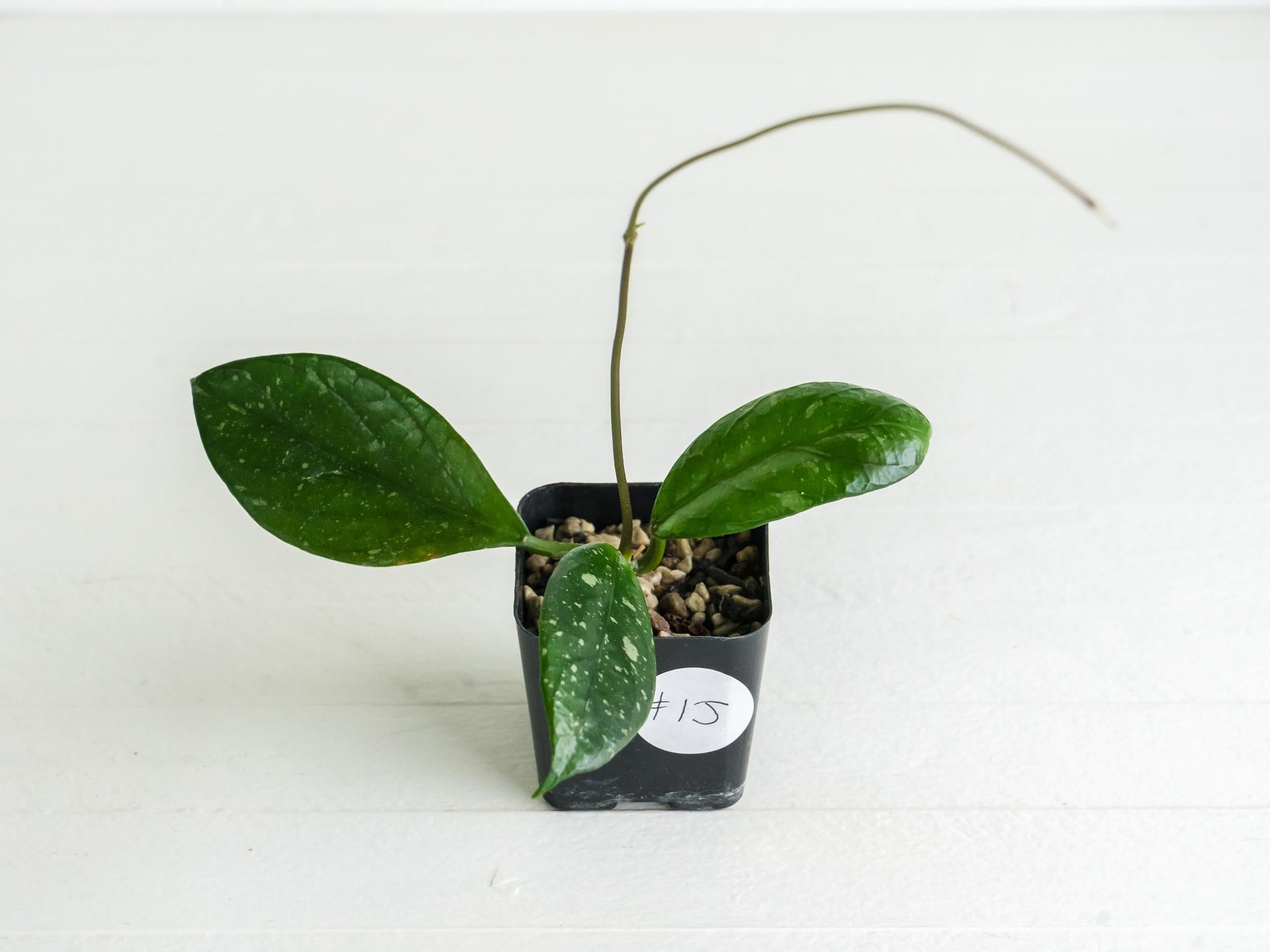 Hoya Lai Chau (Splash) | 2-Inch
