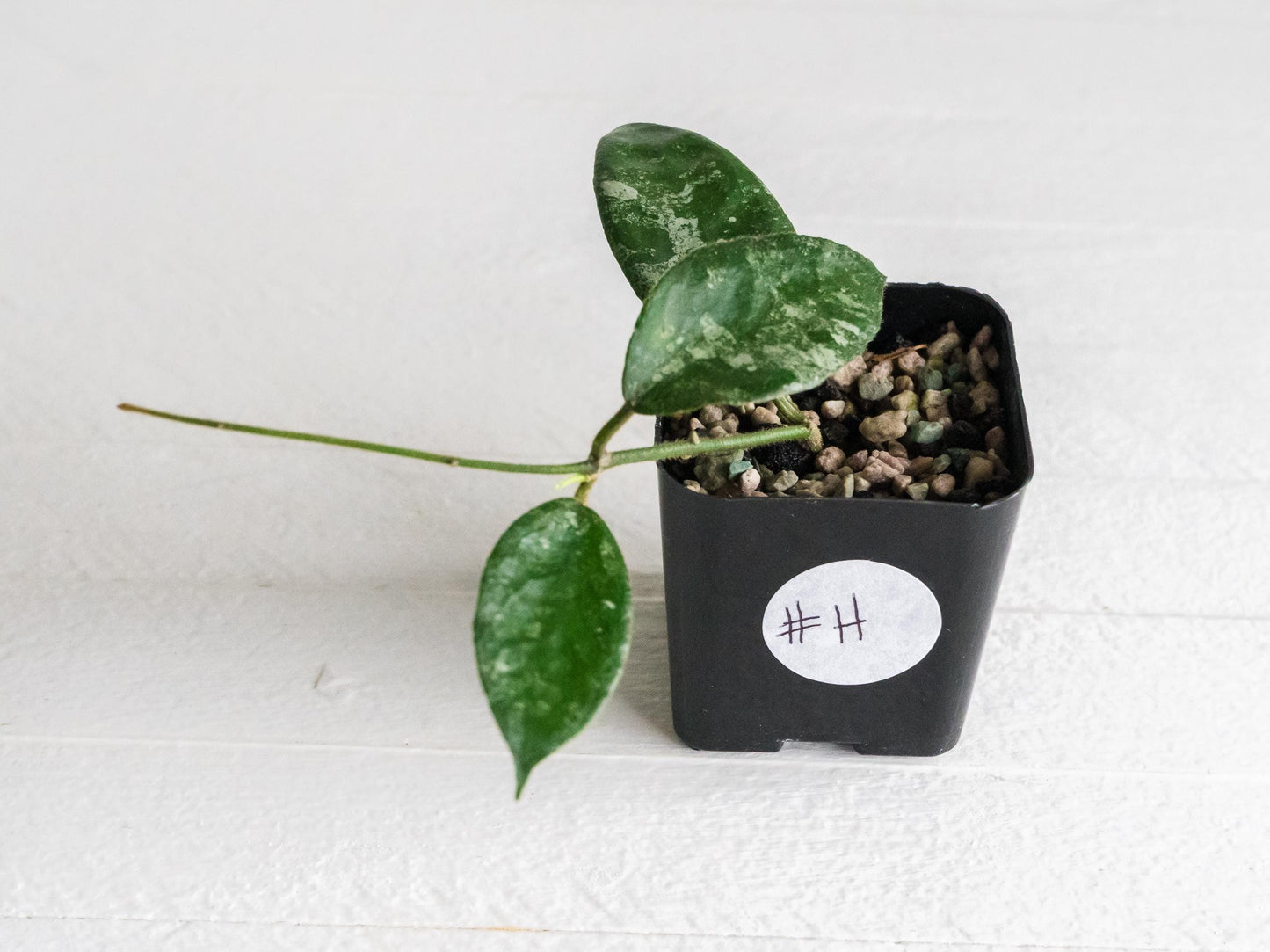 Hoya caudata (Silver) | 2-Inch