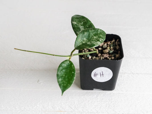 Hoya caudata (Silver) | 2-Inch