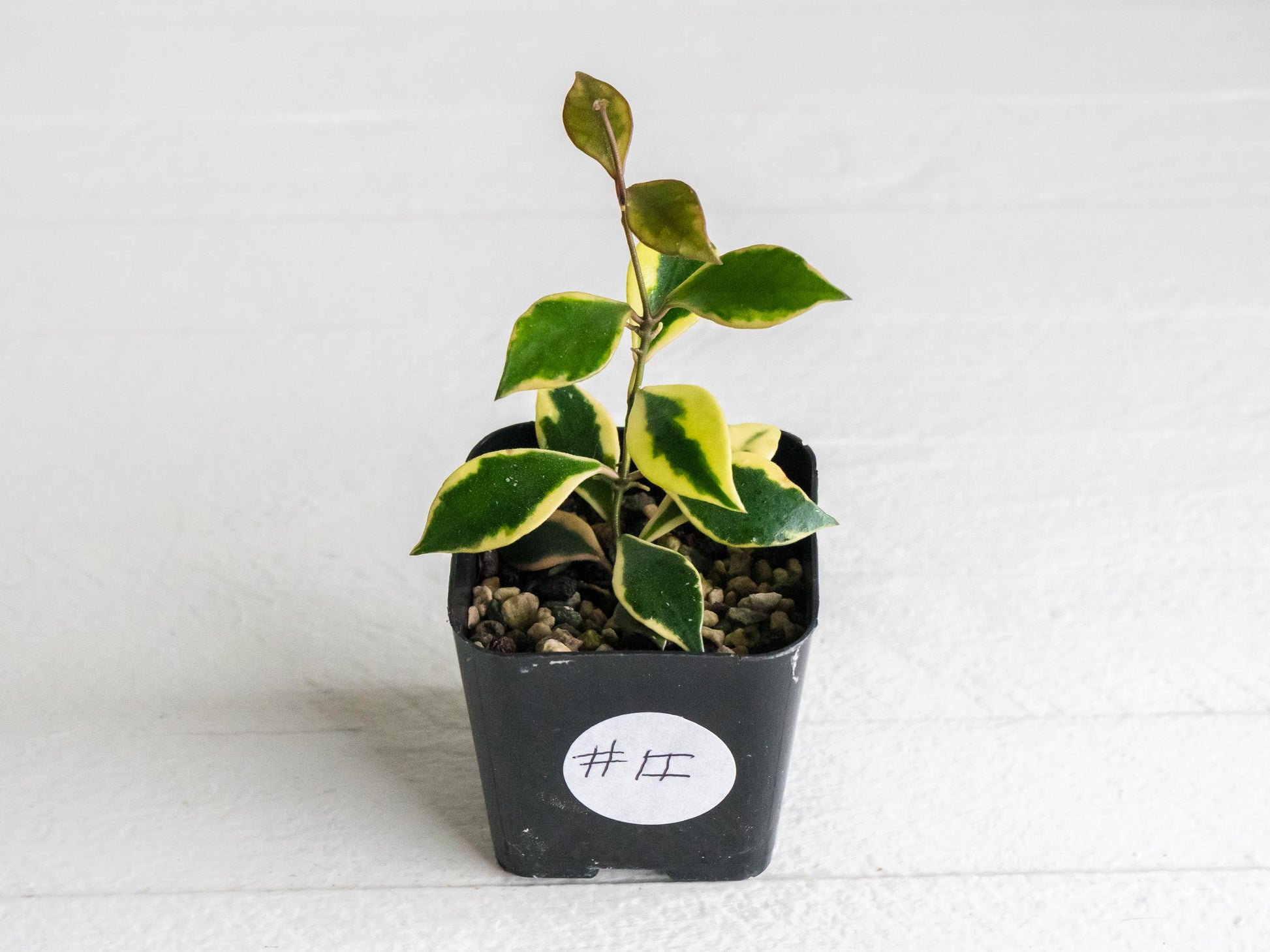 Hoya bakoensis (Outer Variegated - Albo) | 2-Inch