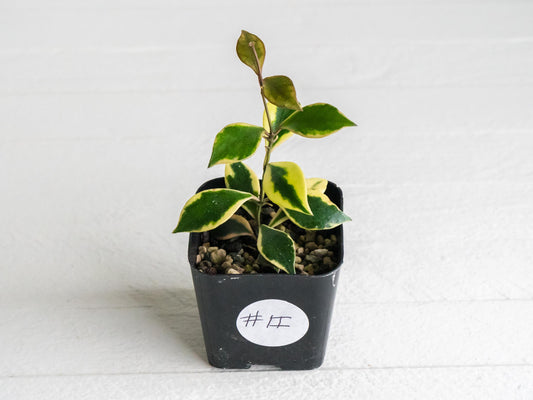 Hoya bakoensis (Outer Variegated - Albo) | 2-Inch