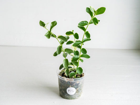 Hoya cumingiana (Albo | Outer Variegated) | 3-Inch