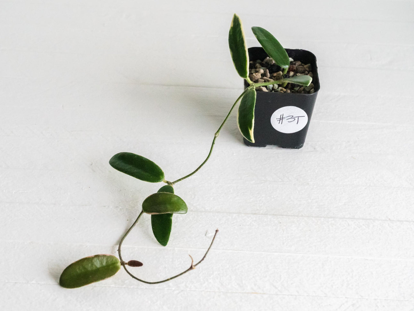 Hoya lyi 'Prism' (Pink Flower) | 2-Inch