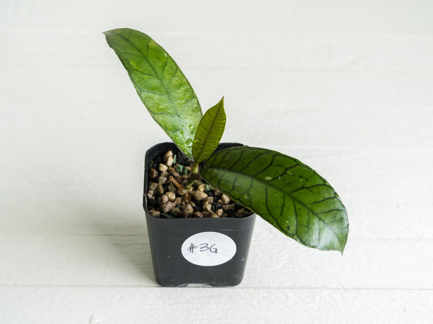 Hoya gunung gading | 2-Inch