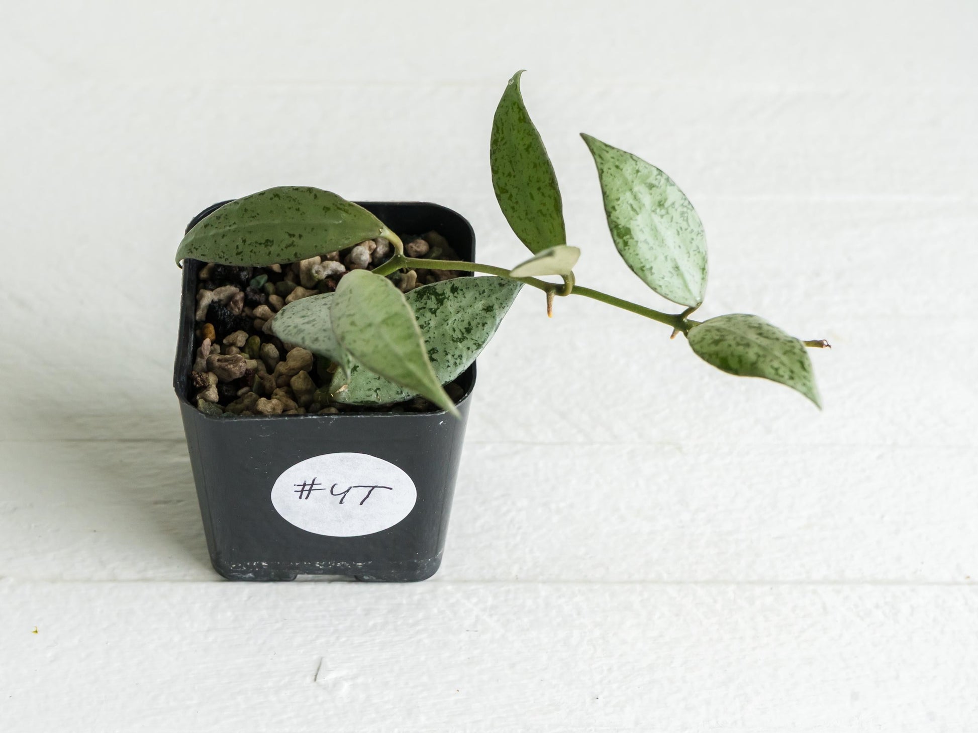 Hoya lacunosa 'Silver Lime' | 2-Inch