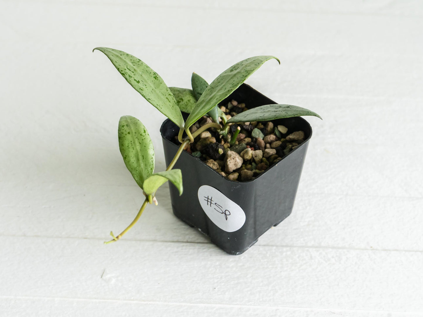 Hoya lacunosa 'Silver Lime' | 2-Inch