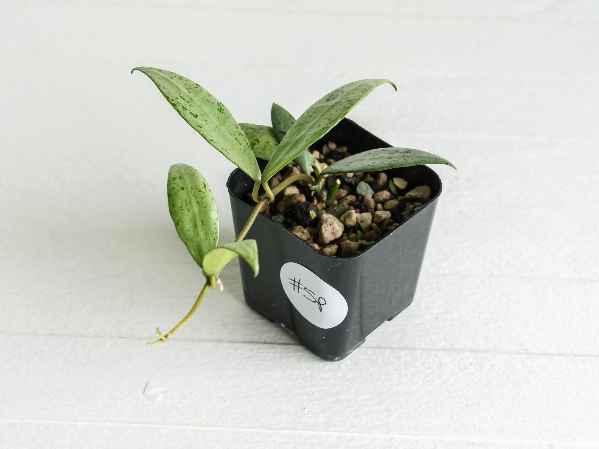 Hoya lacunosa 'Silver Lime' | 2-Inch