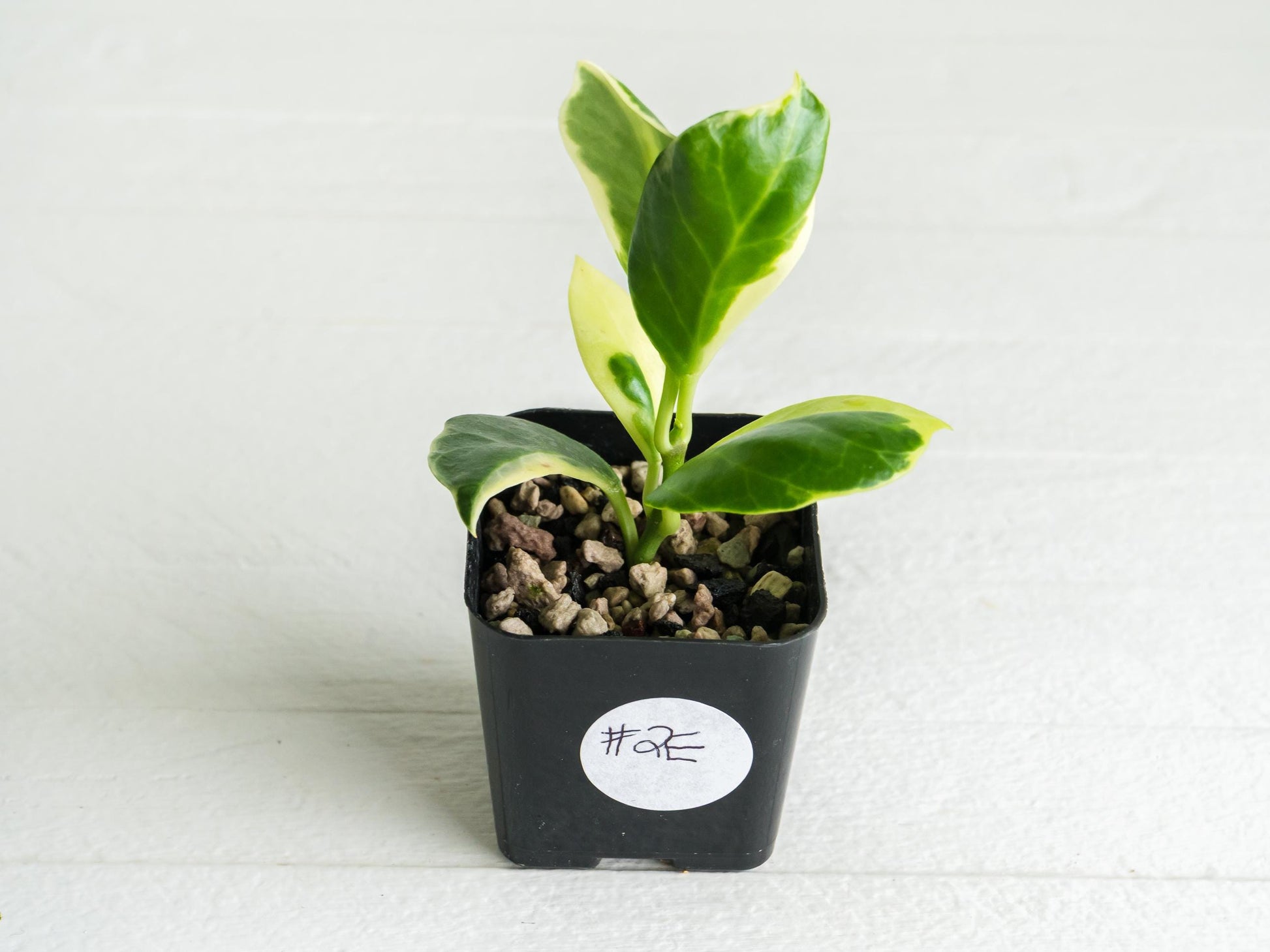 Hoya obscura (Albo | Outer Variegated) | 2-Inch