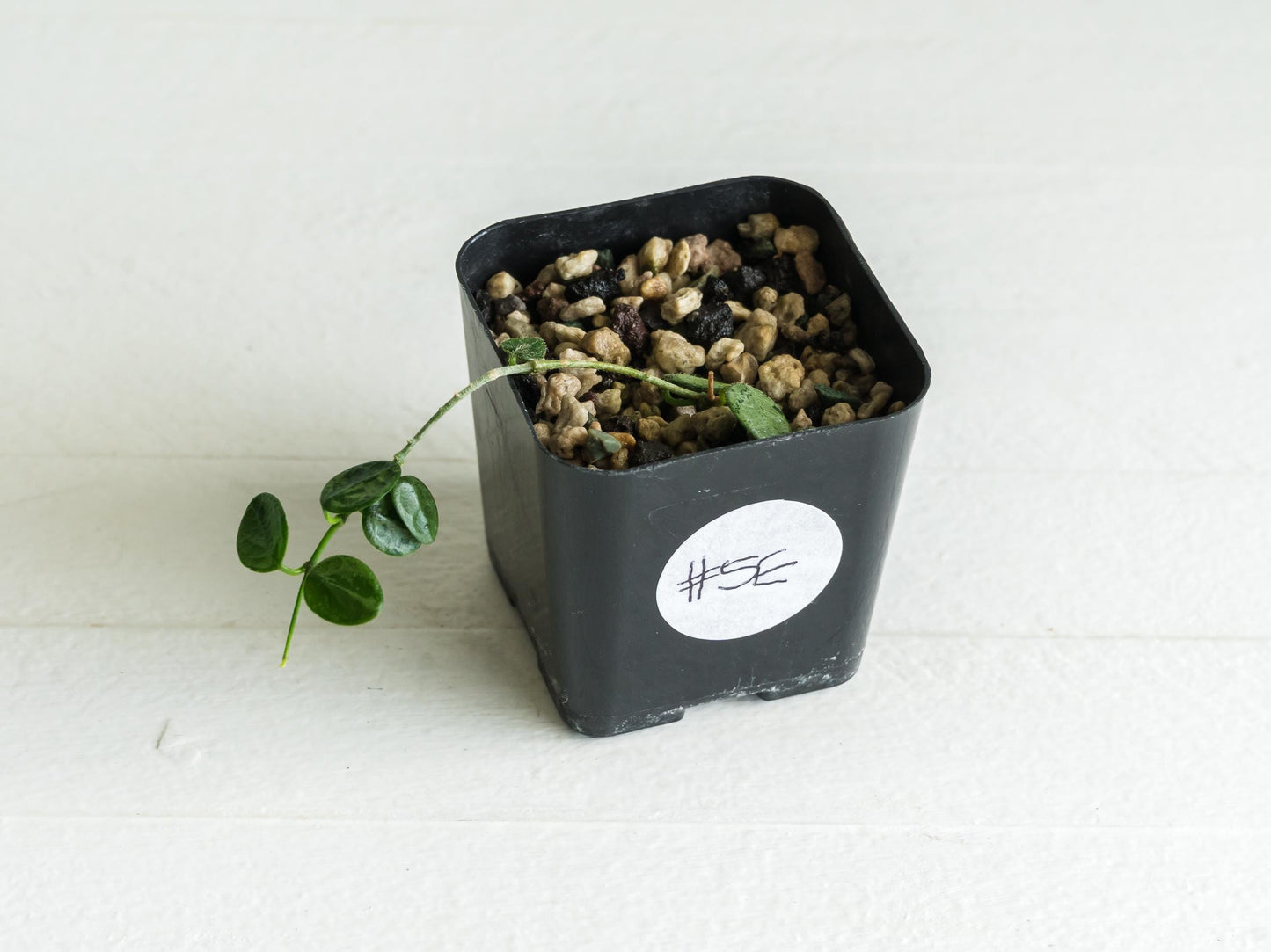 Hoya serpens (Splash) | 2-Inch