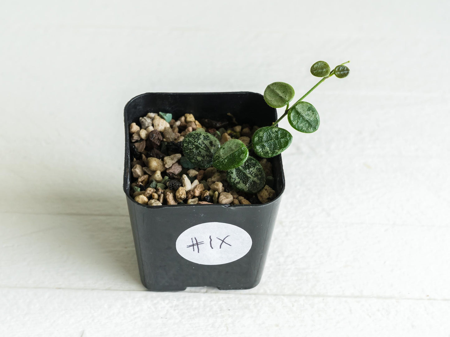 Hoya serpens (Splash) | 2-Inch