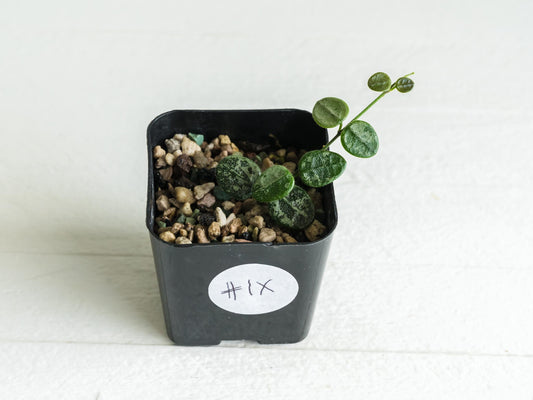 Hoya serpens (Splash) | 2-Inch