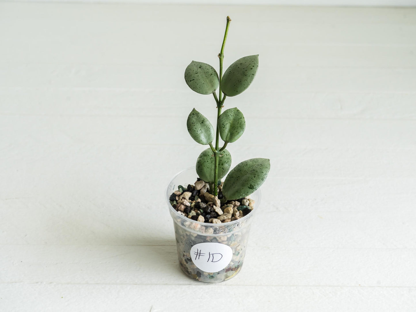 Hoya lacunosa 'Silver Mint Coin' | 2-Inch