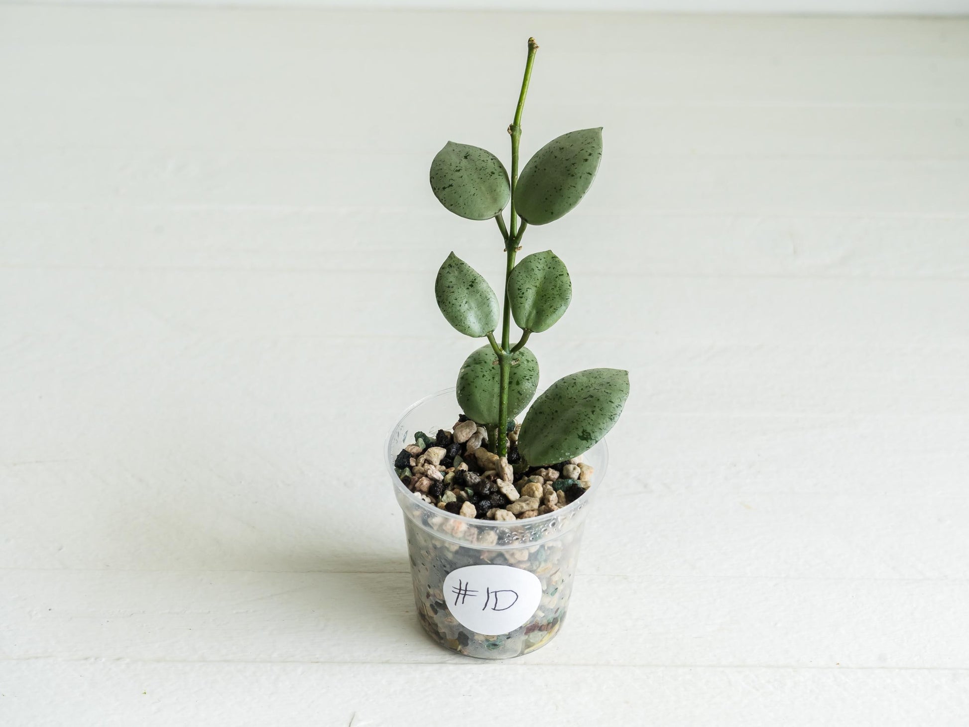 Hoya lacunosa 'Silver Mint Coin' | 2-Inch