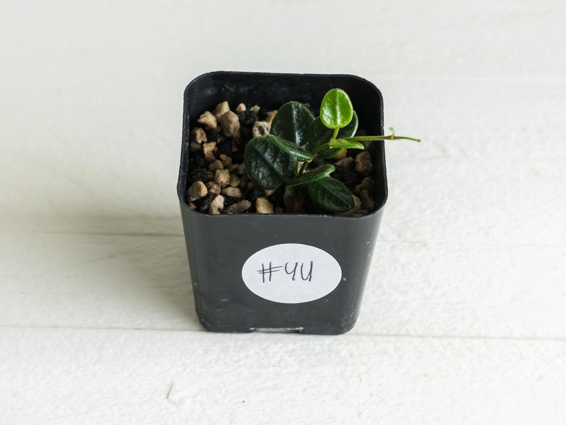 Hoya tengchongensis | 2-Inch