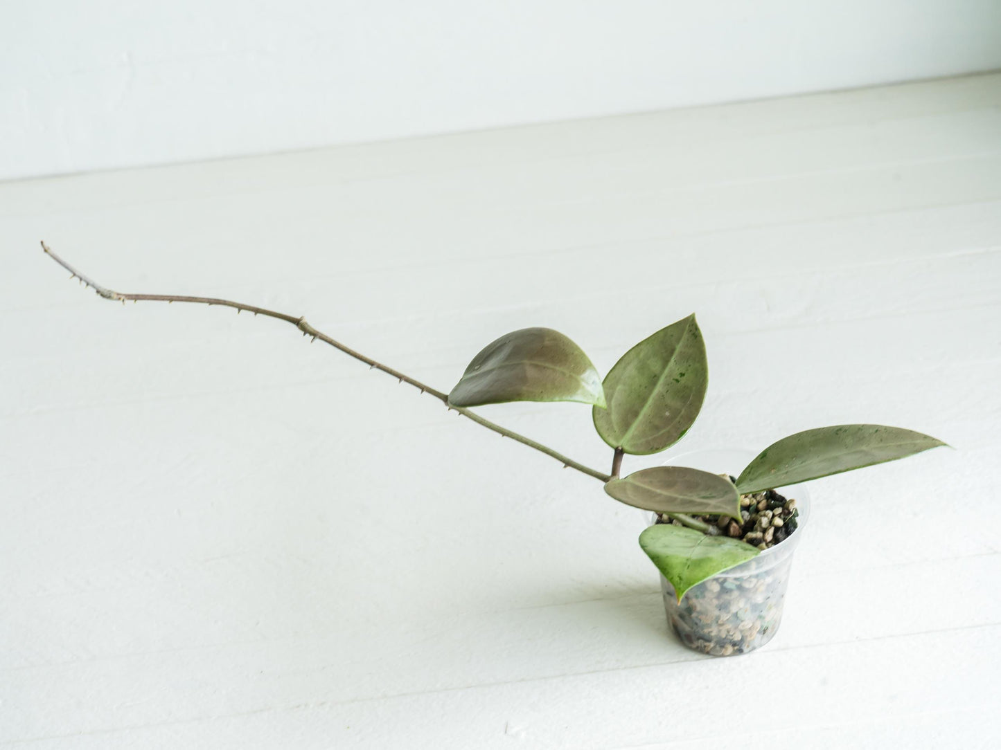 Hoya verticillata (Heart Leaf Silver) | 2-Inch