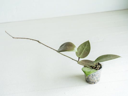 Hoya verticillata (Heart Leaf Silver) | 2-Inch