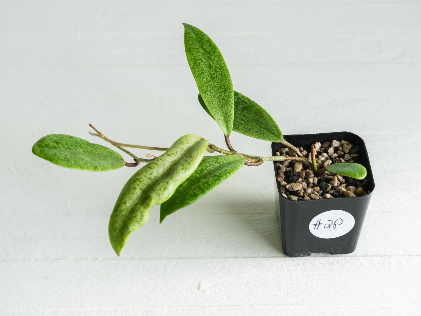 Hoya 'Jita Silver' | 2-Inch