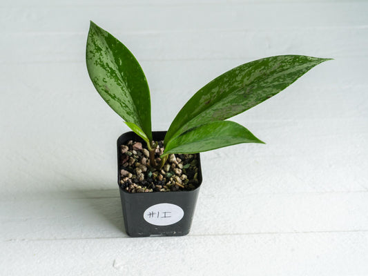 Hoya pubicalyx (Splash) | 2-Inch