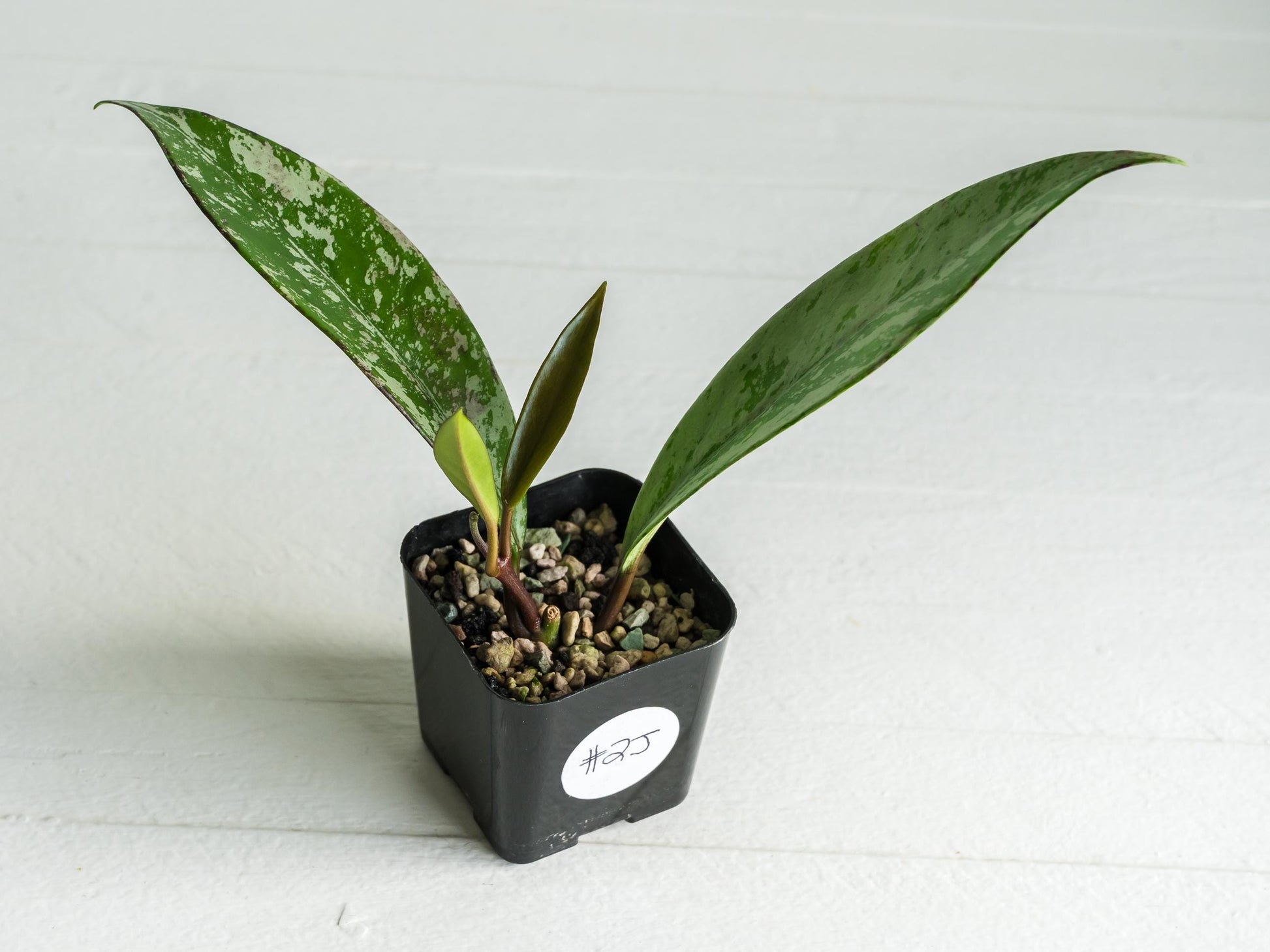 Hoya pubicalyx (Splash) | 2-Inch